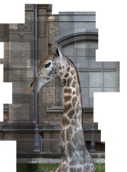 (Foto © Ilit Azoulay, Exhibit 83: STUFFED GIRAFFE (detail from SHIFTING DEGREES OF CERTAINTY, 2014), inkjet print)